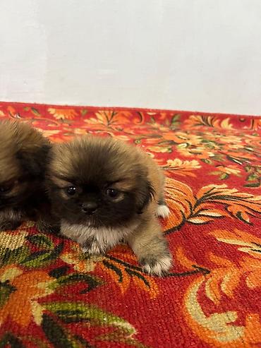 mini spitz: Pekines, 4 ay, Dişi, Ünvandan götürmə — 1