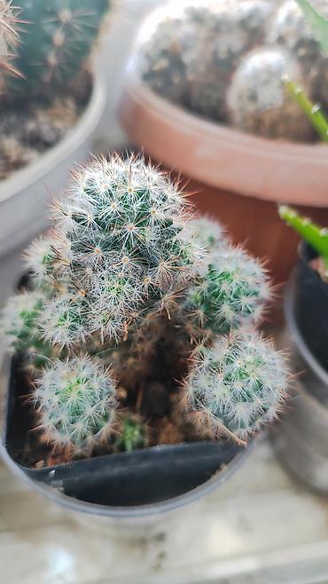 Другие комнатные растения: Распродажа!!!Комнатные растения за всё 2000 сом — 9