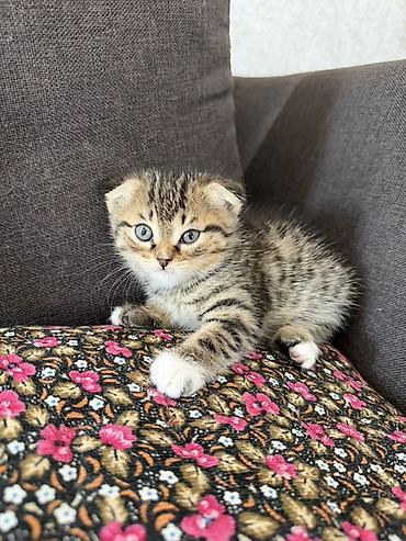 Продажа кошек: Шотландский вислоухий котёнок (Scottish Fold) - Окрас: коричневый — 2
