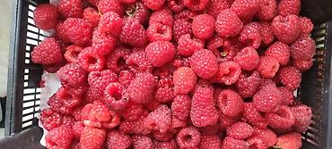 Фрукты и ягоды: Саженцы малины мапема полонез принимаю заказы на саженцы Малина — 11