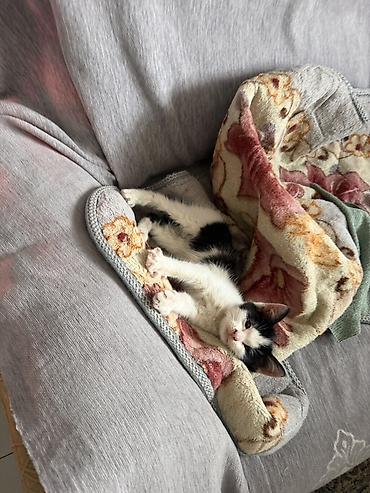 Отдам даром кошку: Кошка даром: Беспородная, 2 месяца, Девочка — 4