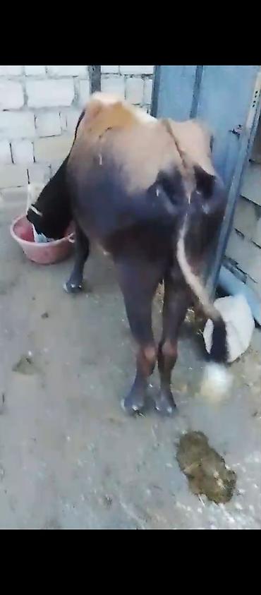 Sağlam boğaz ineyler sağlamlıqlarina cavabdehəm qiymət her ikisine lalafo.az -da Sağlam boğaz ineyler sağlamlıqlarina cavabdehəm qiymət her ikisine