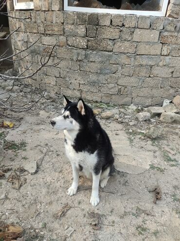 İtlər: Xaski, 1 ay, Erkek — 7