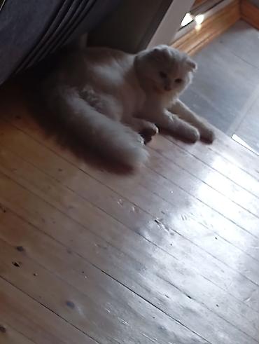 bala pisikler: Salam. satilir
elaqe. 099 307 49 70
isteyen elaqe saxlasin — 1