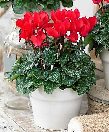 Фиалки и глоксинии: Продаю только оптом цветы из Узбекистана.глоксинии фикусы — 27