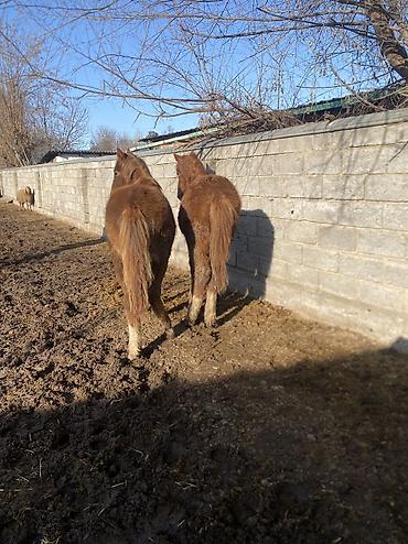 Лошади, кони: Продаю | Жеребенок | Полукровка | Рабочий — 6