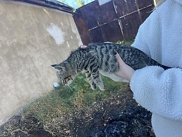 чёрные кошки: 4 месяца, Мальчик — 5