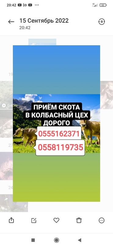play doh купить в бишкеке в Кыргызстан | Автозапчасти: Куплю | Коровы, быки, Лошади, кони, Другие с/х животные | Круглосуточно, Любое состояние, Забитый