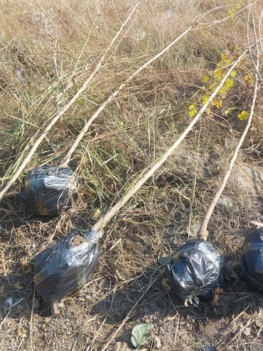 Tinglər: Xurma (persimmon) tingləri – torf komları ilə - Növ: şirin xurma — 3