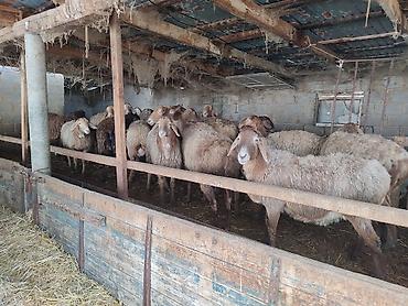 Баран, овца: Продаю | Овца (самка) | Для разведения | Матка — 7