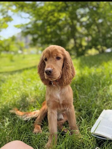 vehsi itler: Koker spaniyel, 2 il, Erkek, Peyvəndli, Ünvandan götürmə