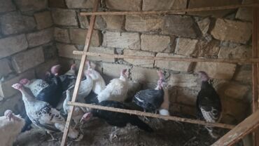 babil quşu: Hinduşka sürüsü – 13 ədəd 3 xoruz 10 fərə bir ədədi 30 m 2 kq yarım 3