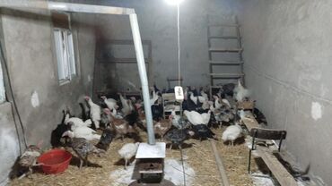 Hinduşka: Məhsul: Hind quşları (Biq 6 və “Beyləqan” sortları) Təsvir: - — 9