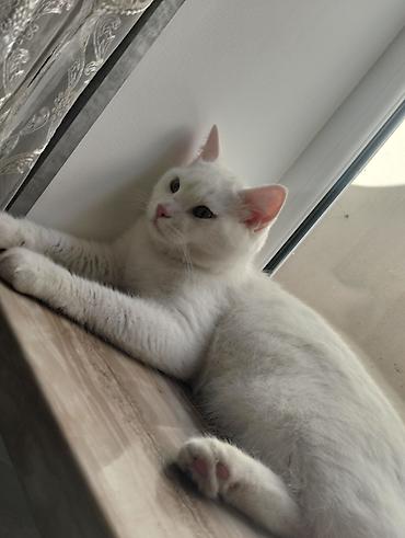 balaca pisik sekilleri: Ağ rəngli, qısa və sıx tüklü pişik. Fotolarda pişiyin yumuşaq, parlaq — 1