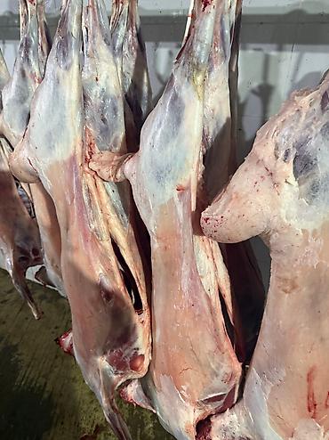 Баранина: Туши баранины на крюках - Цельные охлаждённые туши баранины — 12
