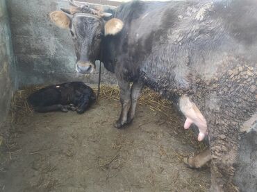 животные коровы: Продаю | Тёлка | Алатауская | Для молока | После отела