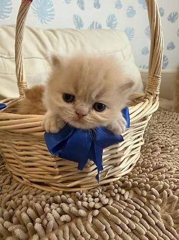 Pişiklər: Fars — 10