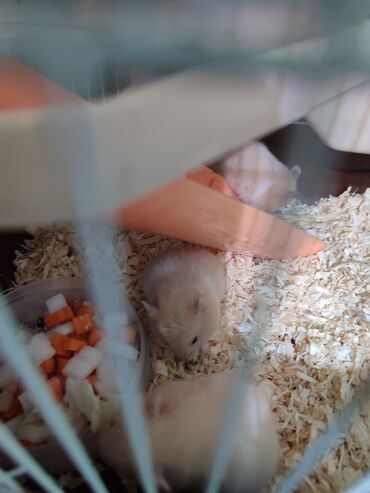 где можно купить кошку в бишкеке: Другие животные