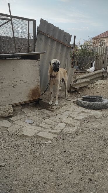 həyət itləri: Kanqal, 3 il, Erkek, Peyvəndli, Ünvandan götürmə, Pulsuz çatdırılma