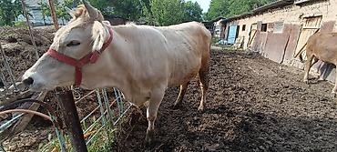 Коровы, быки: Продаю | Корова (самка) | Шароле | Для молока — 2