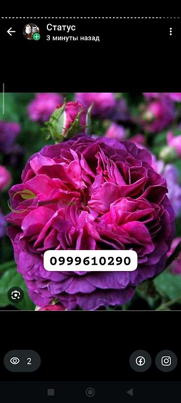 Rose saplings: Саженцы роз в контейнерах - Ассортимент садовых роз (разные сорта и — 31