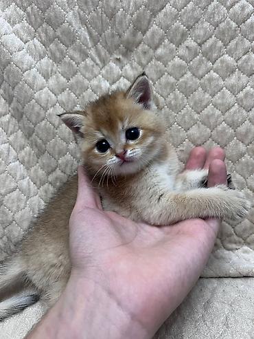 Pişiklər: Şotland — 7