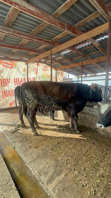 Коровы, быки: Продаю | Бык (самец) | Полукровка, Голштин, Швицкая | На забой | Привязанные — 13