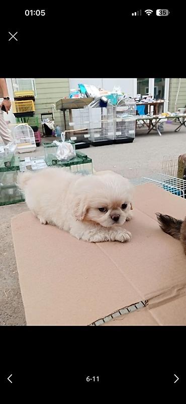 çixuaxua qiymeti: Pekines, 4 ay, Erkək, Peyvəndli, Ünvandan götürmə — 1