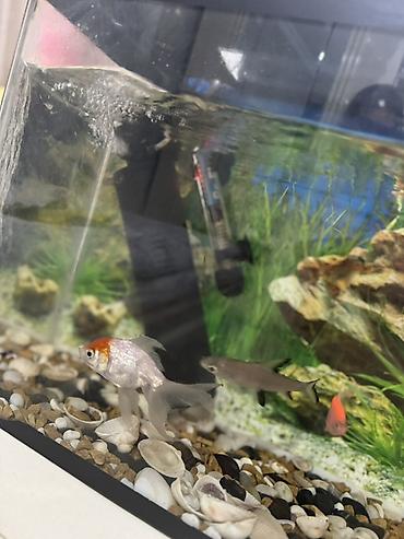 Akvariumlar: Dördbucaq akvarium, Balıqlarla birlikdə, 35 l, Ünvandan götürmə — 3