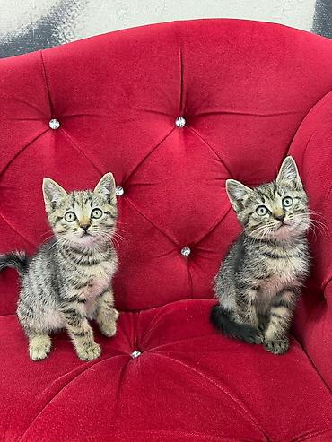 Мышыктар: Отдаём котят в добрые руки,возраст 2 месяца,приучены у лотку — 3