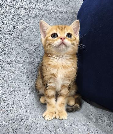 Продажа кошек: Предлагается к предварительному резерву шотландский котенок. Скоттиш — 10