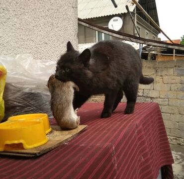 британский черный кот: И снова здравствуйте!На заставке моя кошка Кроша.И сейчас я