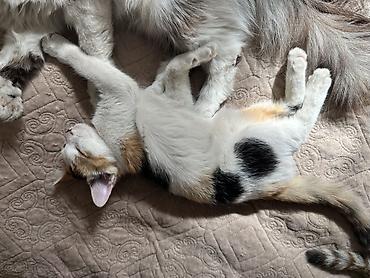 кошки шотландские: Кошка даром: Беспородная, 3 месяца, Девочка, Приучена к лотку — 3