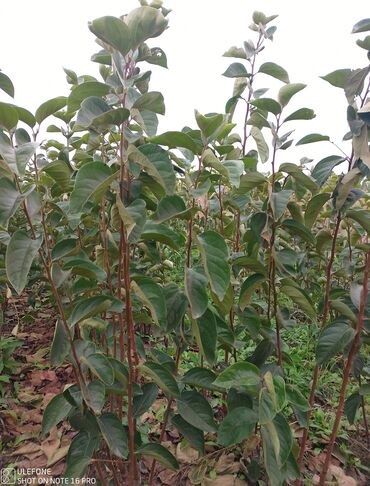 Şitillər: Meyvə tingləri satışdadır və sağlam zəmanətli sifariş verə bilərsiz -da lalafo.az — 30 Şitillər: Meyvə tingləri satışdadır və sağlam zəmanətli sifariş verə bilərsiz — 30