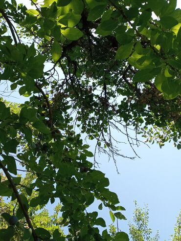 уголь каракече бешсары шабыркуль каражыра доставка бишкек купить фото: Яблоки