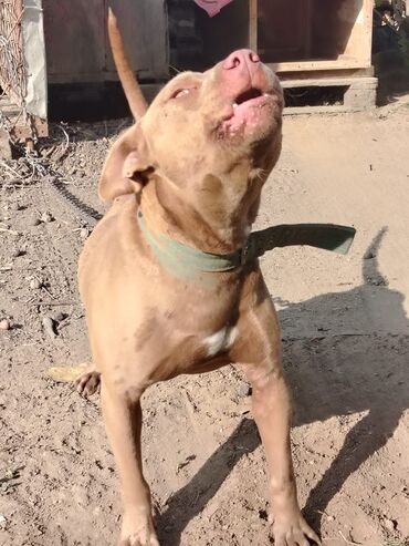 İtlər: Pitbul, 1 il, Erkek, Sənədli, Pulsuz çatdırılma — 11