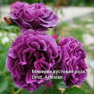 Роза: Продаю кустовые,чайныеплетистые розы английской,немецкой,французской — 7