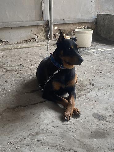 dişi doberman: Doberman, 1 il, Dişi, Peyvəndli, Ünvandan götürmə — 1