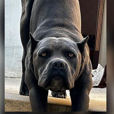 cane corso qiyməti: Kane-Korso, 1 il, Erkək, Peyvəndli, Ünvandan götürmə — 2