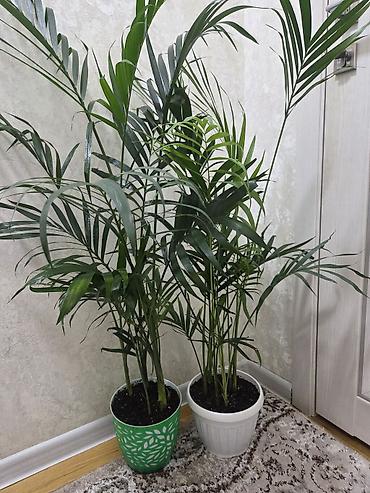Пальмы: Хамедорея изящная (комнатная пальма) - В наличии взрослые кусты в — 5