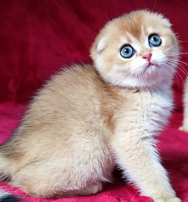 Продажа кошек: Скотиш Фолд (Шотландская вислоухая), 2 месяца, Мальчик, Золотая шиншилла — 12