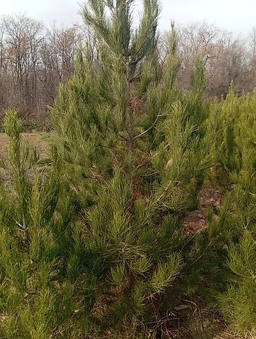 Tinglər: Şam (pine) tingləri – iynəyarpaq landşaft ağacı - Növ: Şam ağacı — 15
