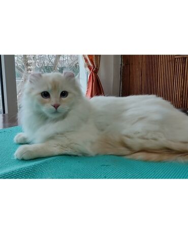 мейн кун бишкек 😺 питомник lyubushka 🐈 купить котенка 🐾 цена фото: Продаем . Кот. Порода редкая . Порода Американский керл