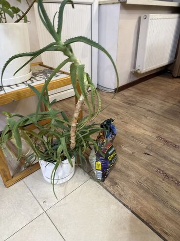 утеря документов: Алоэ (Aloe vera) в горшке - Крупное взрослое растение с несколькими