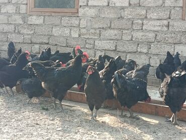 Toyuqlar: Toyuq, Yumurtalıq — 4