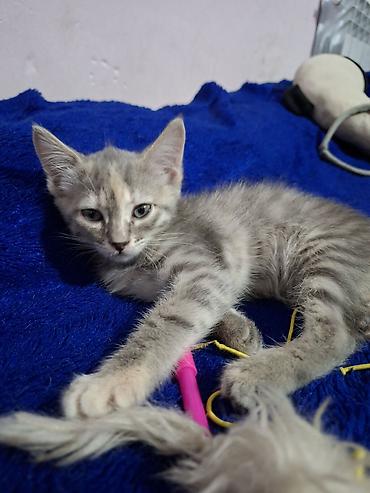 ищу котят: Отдаю котят в добрые руки 1 девочка возраст третий месяц 1 мальчик — 3