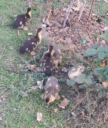 Ördəklər: Dişi, | Macar, Damazlıq, Pulsuz çatdırılma — 11