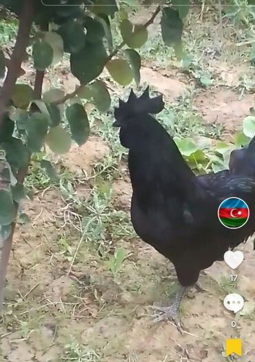 Xoruzlar: Tek 100 ayam zemani cut 200m .qap — 49