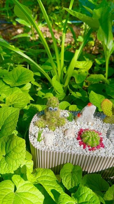dibcəklər: Miniatür bağ kompozisiyası, müxtəlif kaktus növləri, dekorativ daşlar