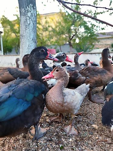 lal ordek balası: Təmizlənmiş Lal ördəklər 🦆 ⚖️ Çəkisi: 2.5–4 kq 🥩 Təmiz ət: təxminən — 4
